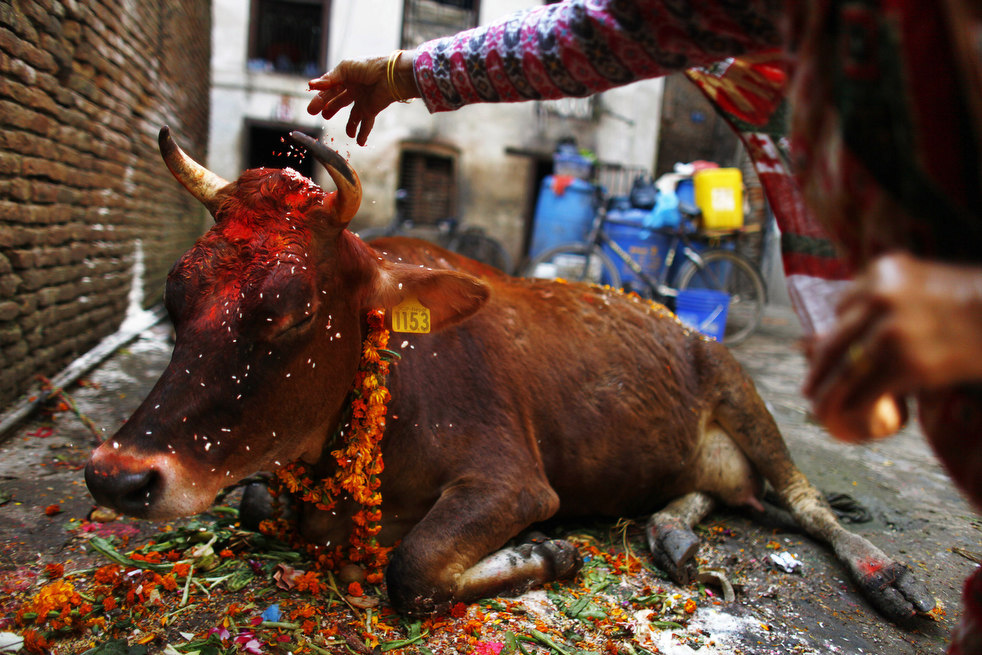 A Nepalese Hindu devotee performs rituals during the Tihar festival, or the festival of lights also known as Diwali, in Katmandu, Nepal, Wednesday, Oct. 26, 2011. The second day of the five-day long festival is dedicated to the worship of cows, considered as an incarnation of Lakshmi, the Hindu goddess of wealth. (AP Photo/Niranjan Shrestha)