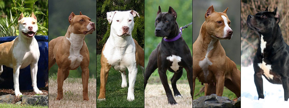 Caragan Kennel - Pitbull Terriers