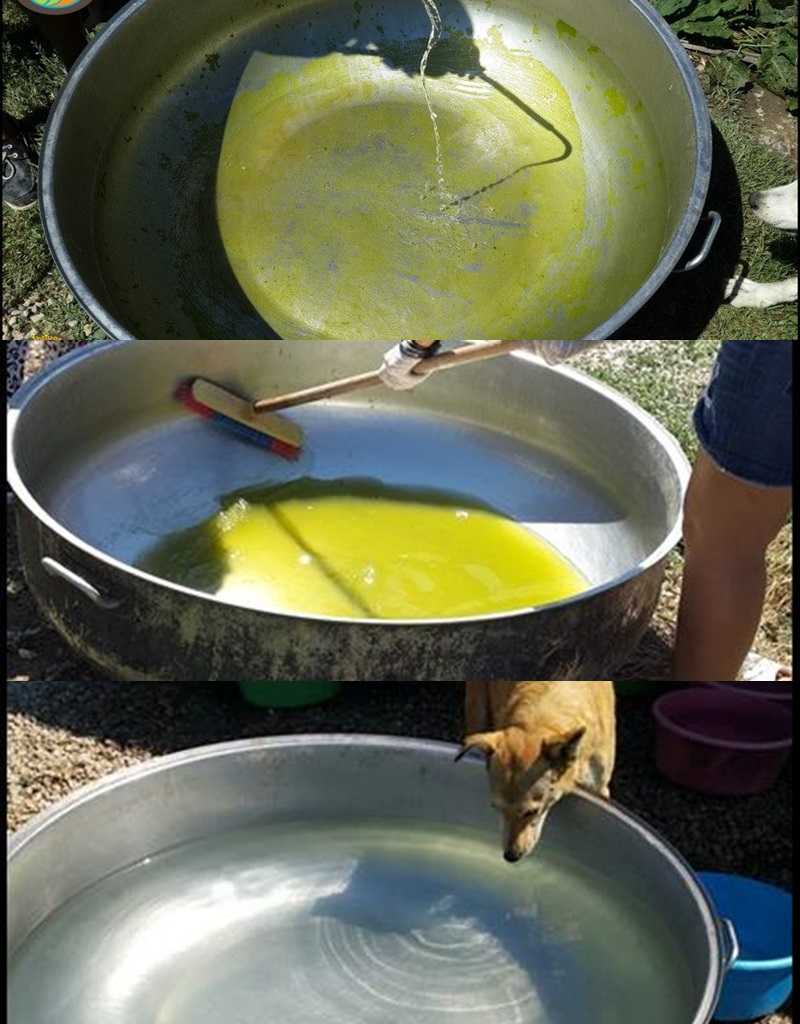 Besleme bölgesinde köpeklere su verilen odak ve temizliği