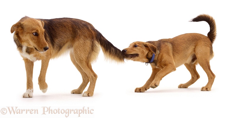Lakeland Terrier x Border Collie, Henry, pulling his older sister, Bess's tail