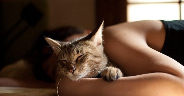 Kediler Neden Ayak Ucunda Uyurlar