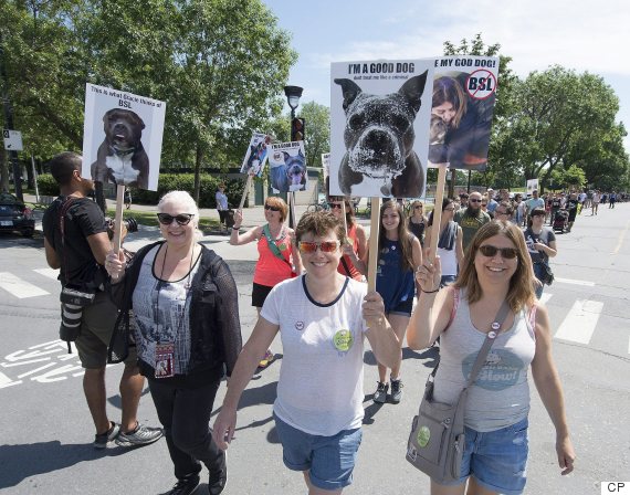 Protesters take part in a march against a ban against pit bulls and other similar breeds, in Montreal, Saturday, July 16, 2016. THE CANADIAN PRESS/Peter McCabe