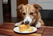 köpekler peynir yiyebilir mi