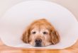 köpeklerde ameliyat