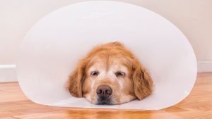 köpeklerde ameliyat