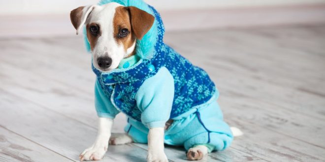 kış aylarında köpek bakımı.