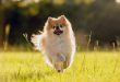 pomeranian tıraşı