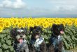 köpekle yaşam