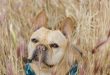 pisi pisi otu bulldog