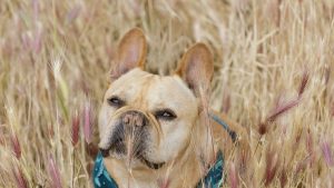 pisi pisi otu bulldog