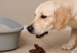 köpekler neden kedi kakası yer