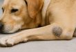 köpeklerde dirsek nasırı