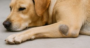 köpeklerde dirsek nasırı