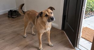dışarı çıkmak için bekleyen bir köpek