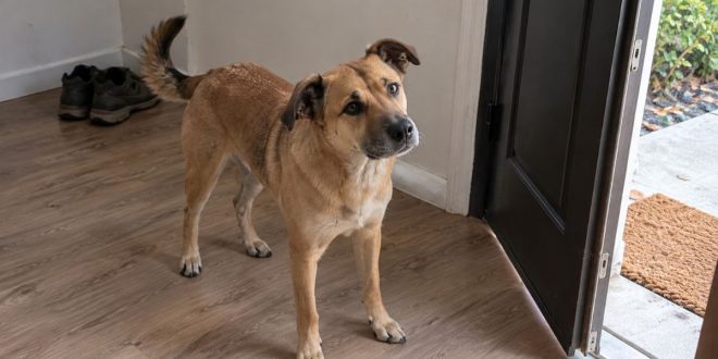 dışarı çıkmak için bekleyen bir köpek